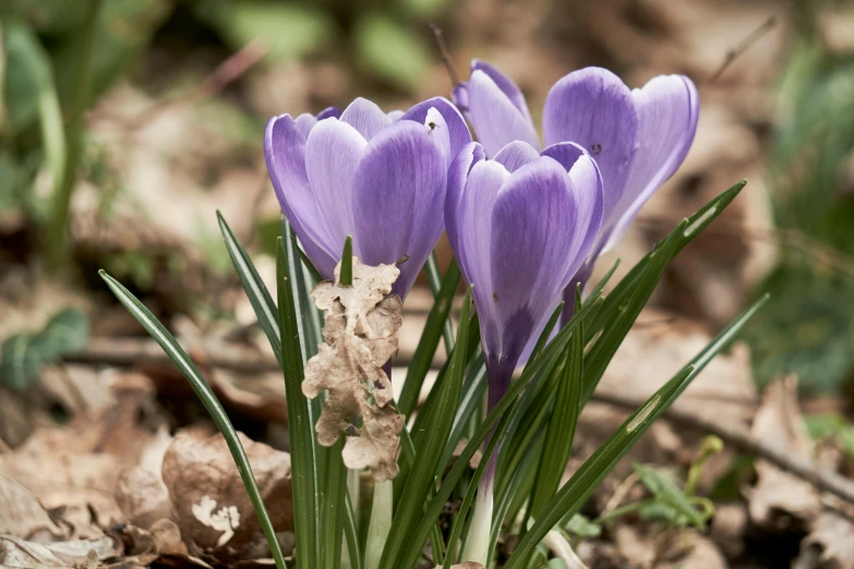 flowers that are purple sitting in the dirt