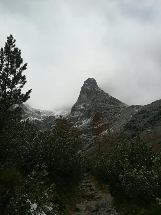 a small mountain towering over a forest filled with plants