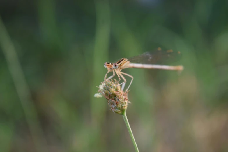 a close up view of a dragonfly on top of a plant