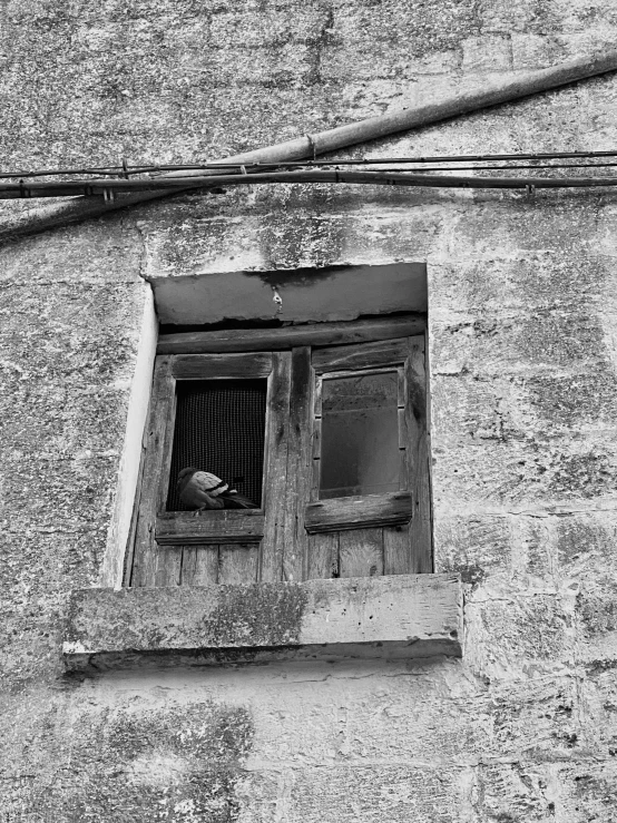 a broken and old building with a bird in the window