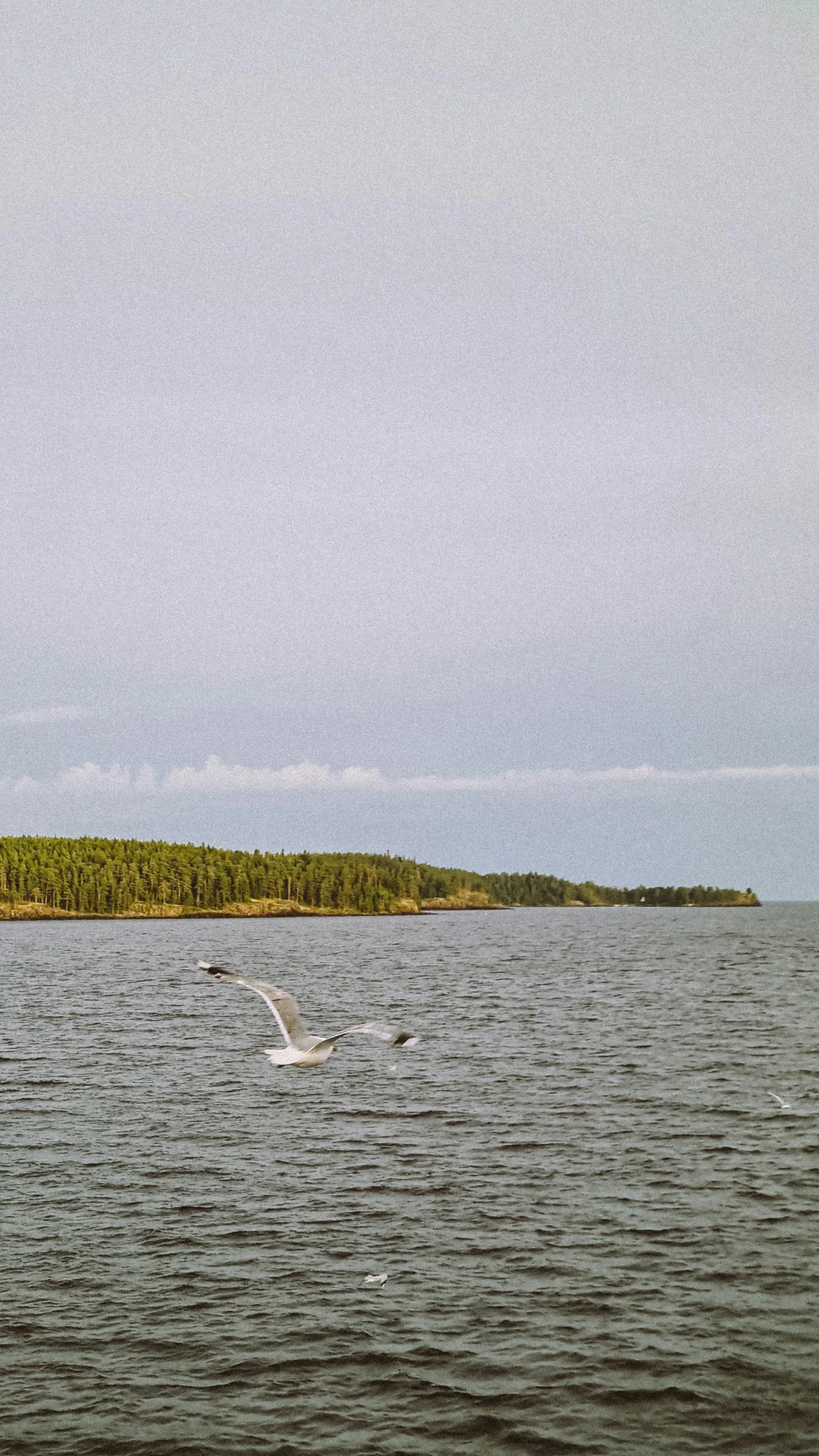 a bird flying over a body of water near trees