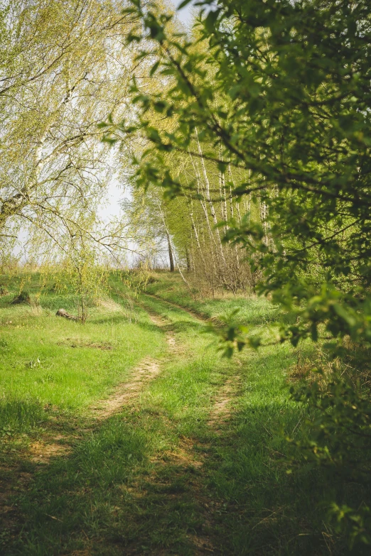 the sun is shining down in a wooded area