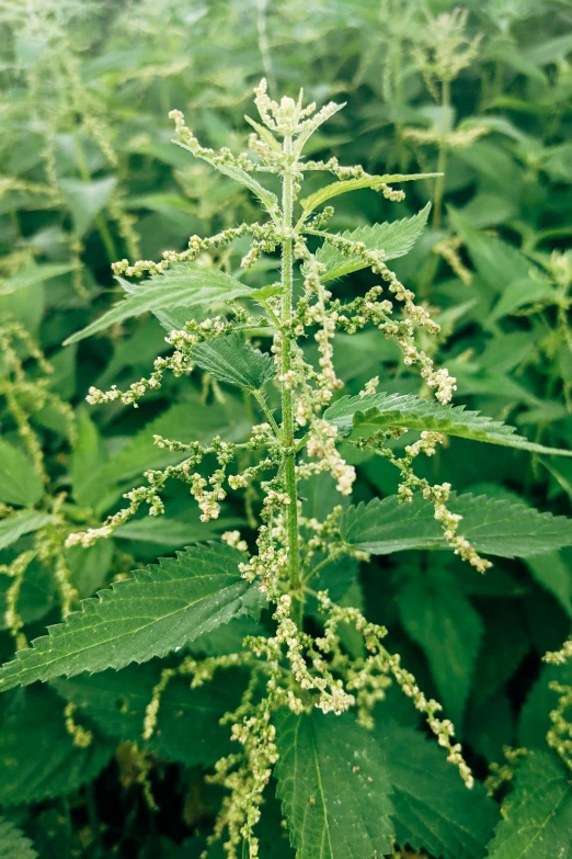 a bunch of plants in a field next to each other