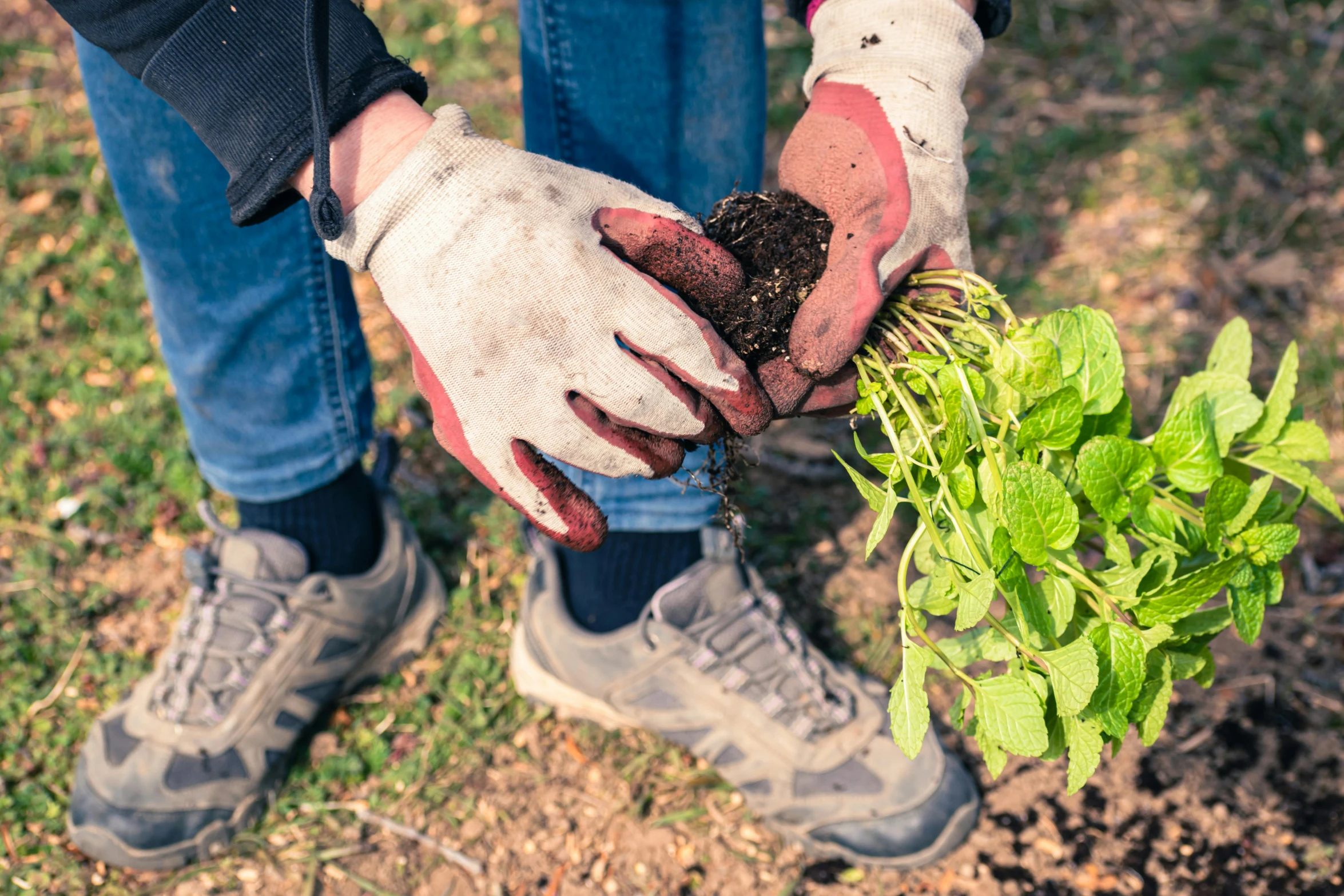 a person with gardening gloves holding up dirt and plants