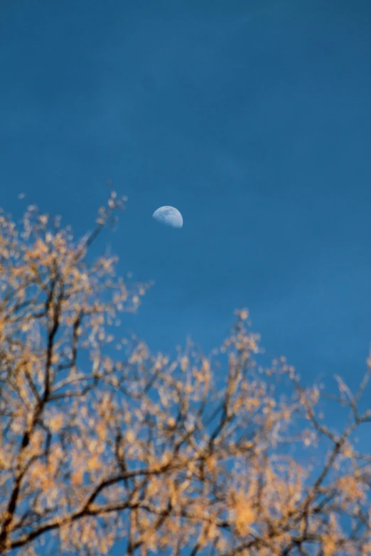 a half moon is visible through some trees