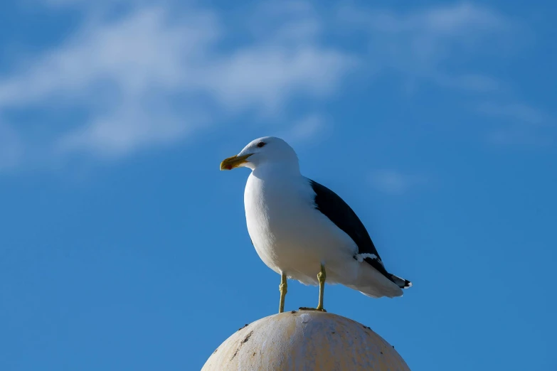 a bird is standing on top of a building