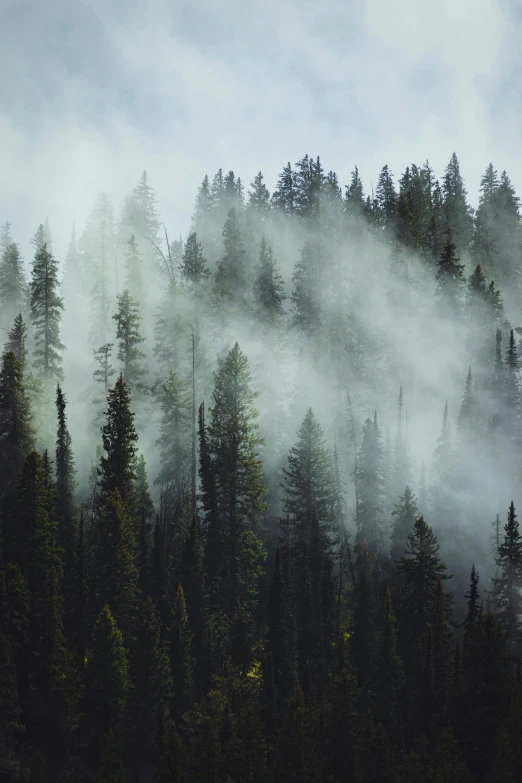 a dense mountain with low trees and mist in the sky