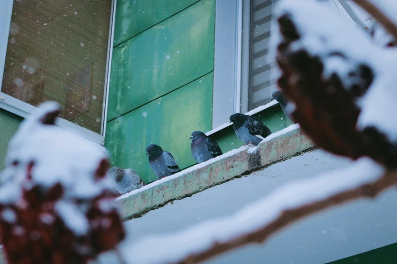 birds sitting on the ledge outside a window in winter