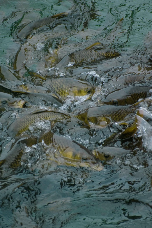 lots of fish swimming together in the water