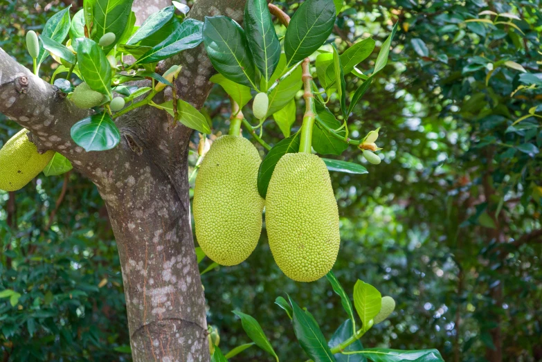 two fruit hanging from a tree with green leaves