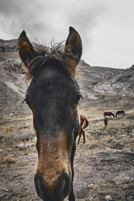 this is a view of a horse in the mountains