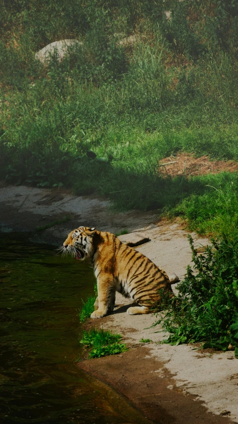 a tiger is sitting by the water and it is looking up