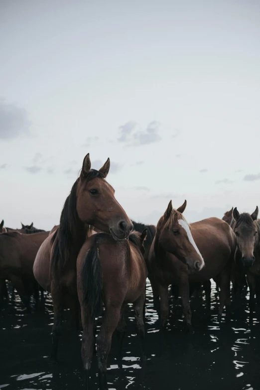 a couple of horses are standing in some water