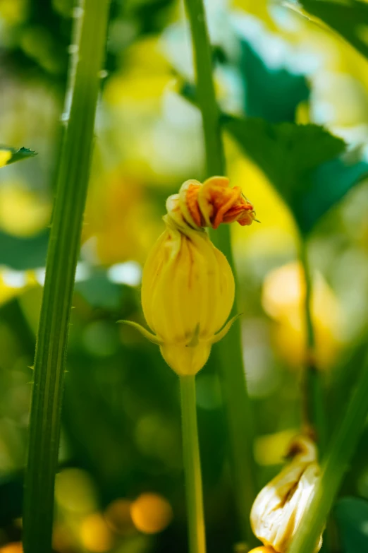 the back end of a yellow flower in grass