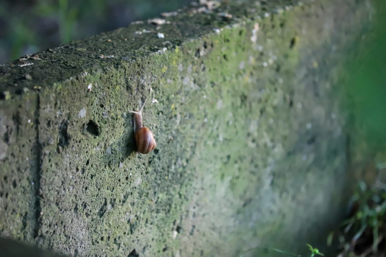 the slug is standing on a large green stone wall