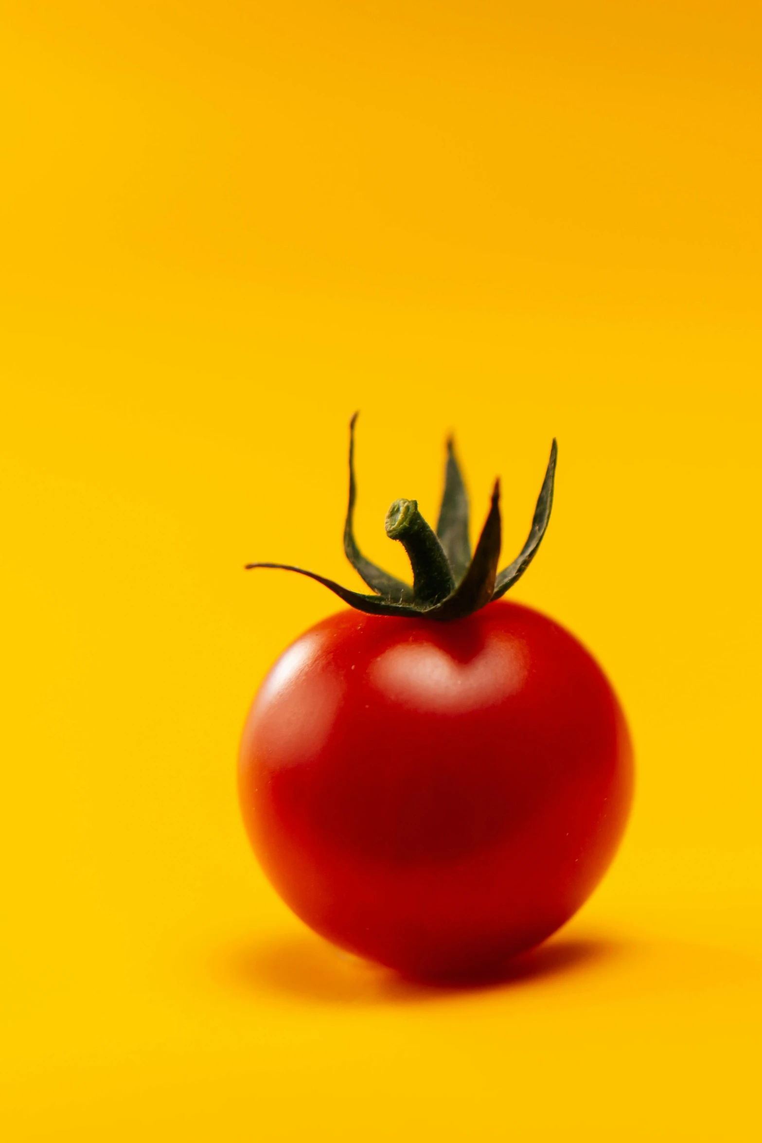 a red tomato on yellow background in front of a yellow backdrop