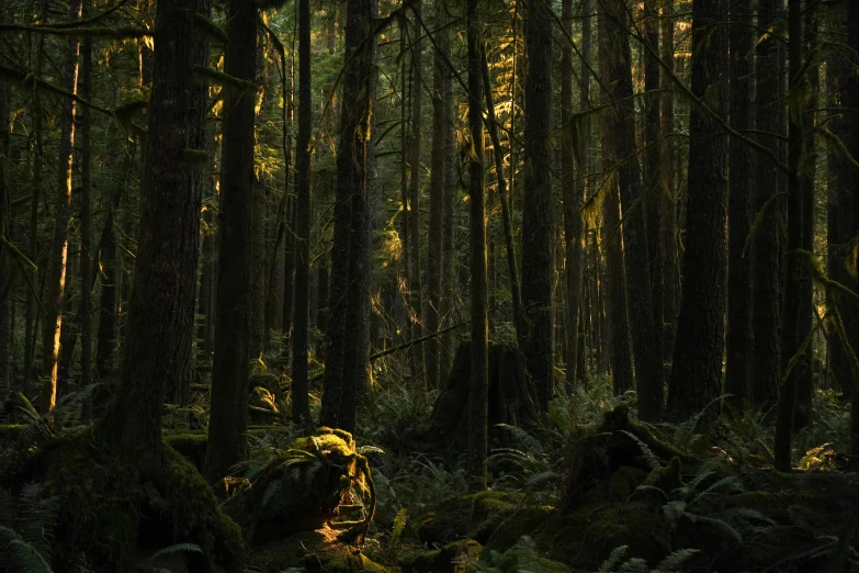 sunlight streaming through the trees in a green forest