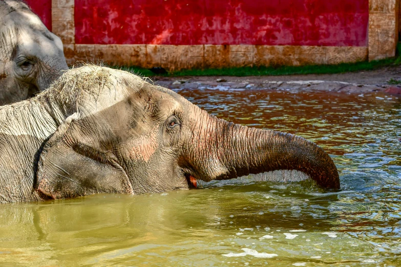 two elephants, one in the water the other behind the camera