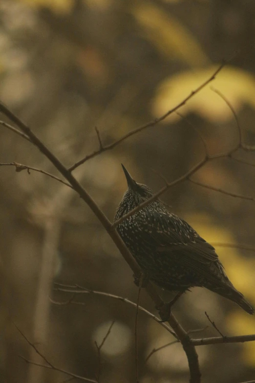 bird perched on the nch with its beak open