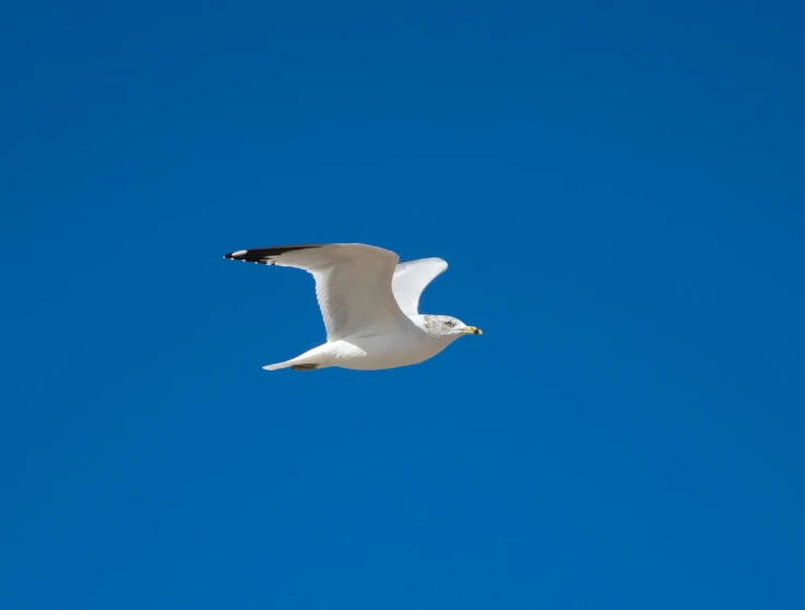 white bird flying on top of a clear blue sky