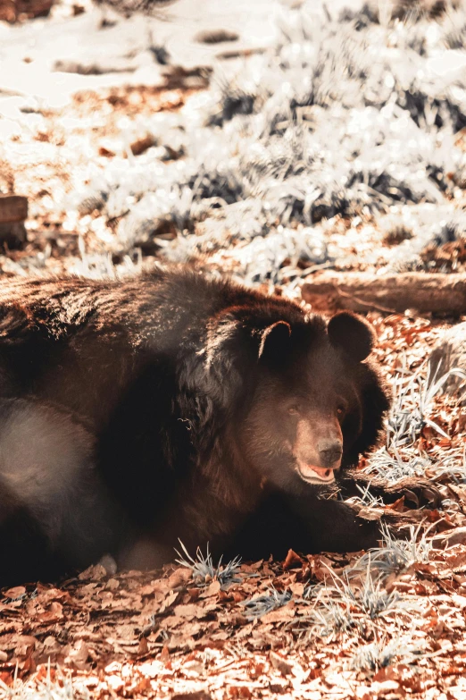 black bear lying in field with brown leaves