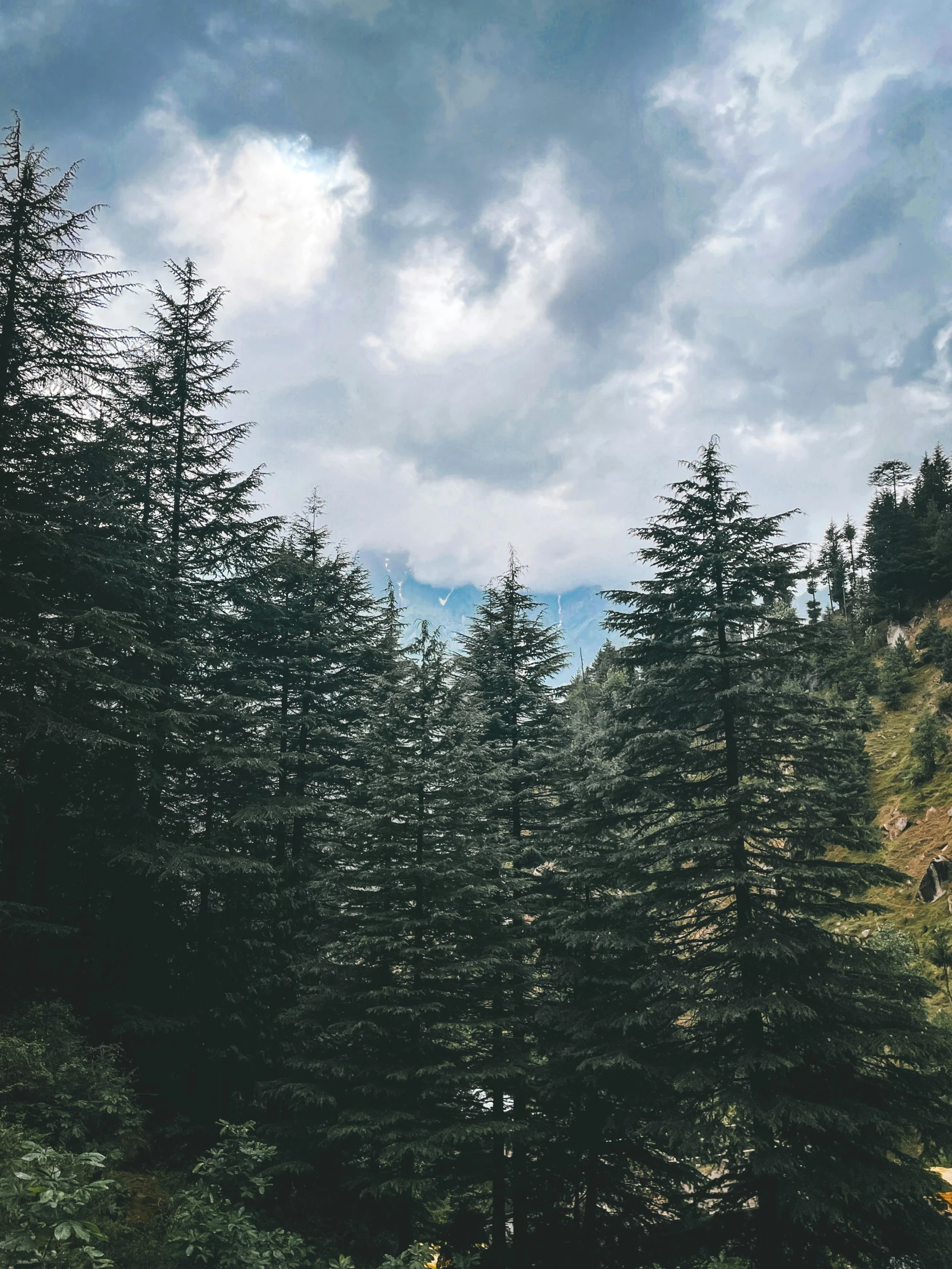 a bunch of trees on the side of a hill