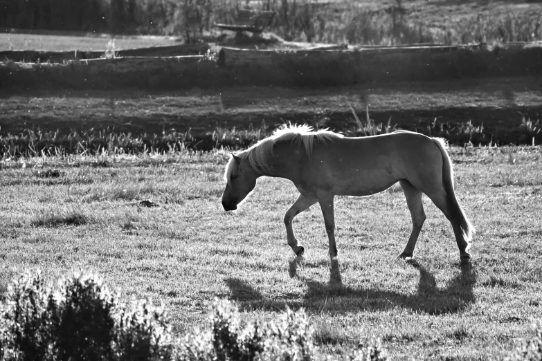 a horse is walking in the grass near a fence
