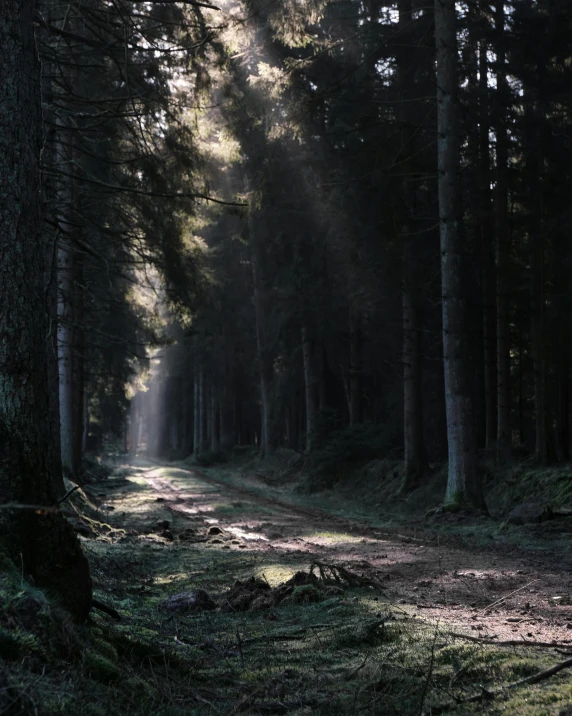 a sunbeam light shines through the trees