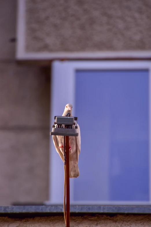 a little bird sits on top of a pole