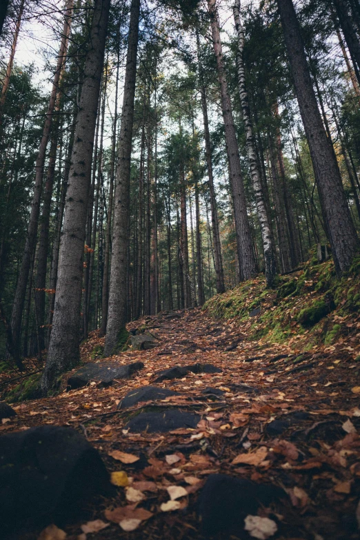 a path that is surrounded by trees and leaves