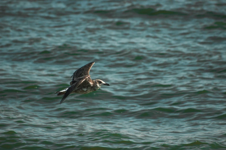 a bird that is flying over some water