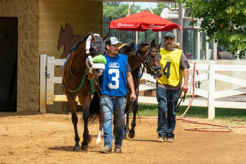 two horses standing around as a man with a blue shirt on his shoulder leads them into a barn