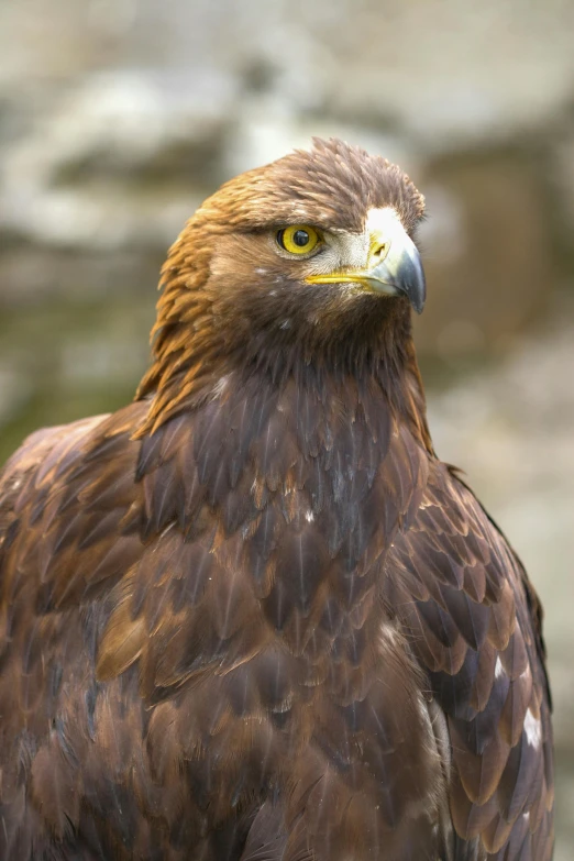 a close up of a brown eagle with yellow eyes