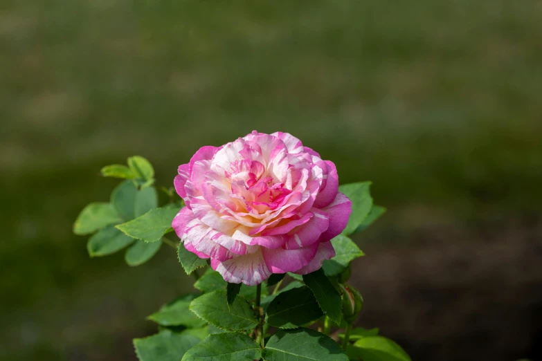 pink flowers are blooming in front of a dark background