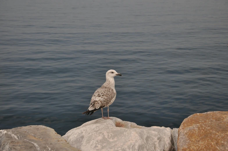 a white bird standing on a rock near a large body of water