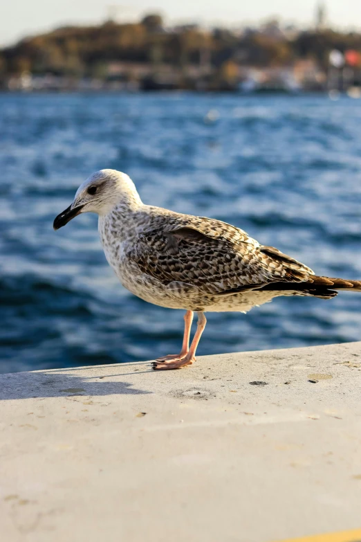 a bird standing on the edge of a pier next to water