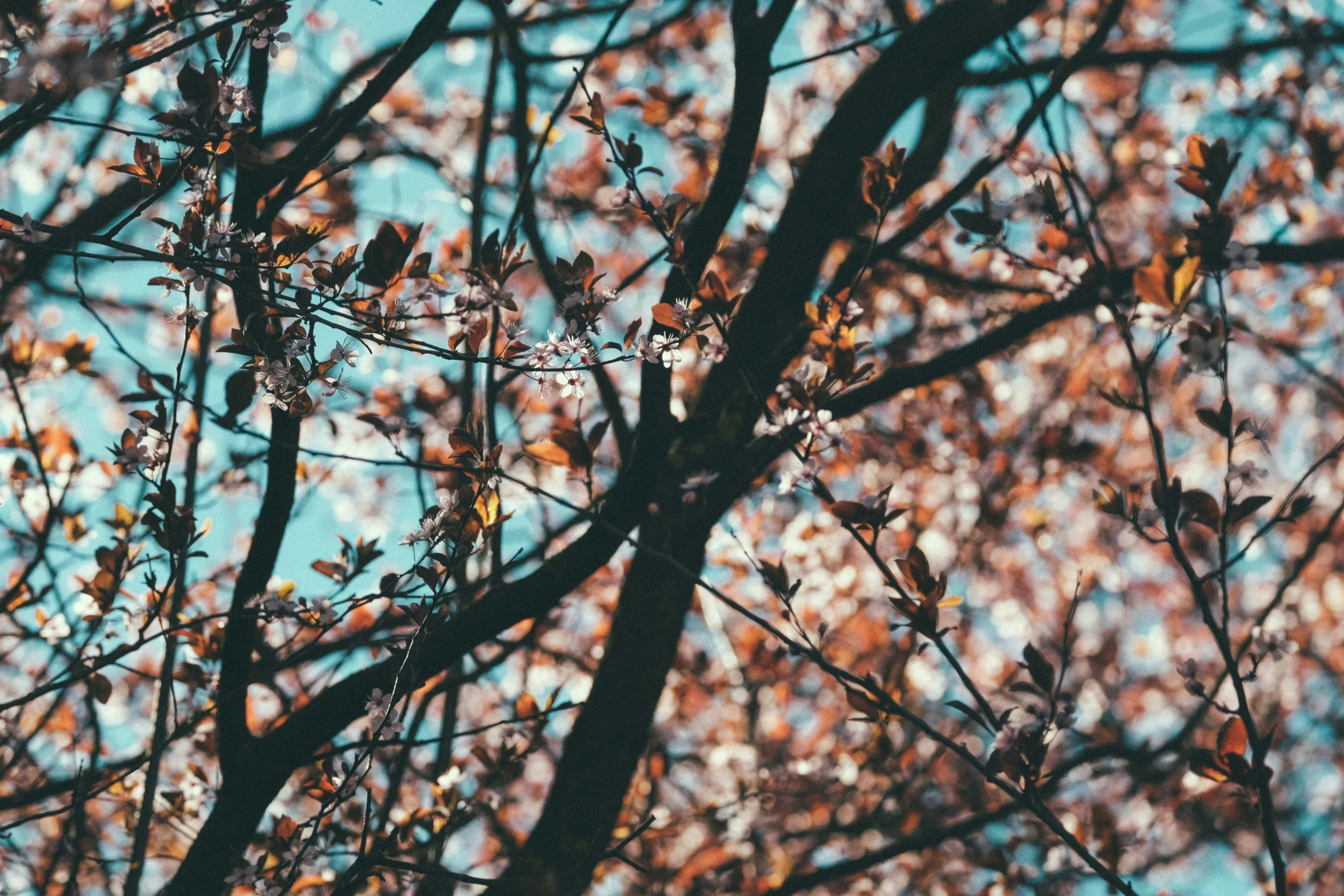 the tops of leaves are in color, and there is only one tree to be seen in the background