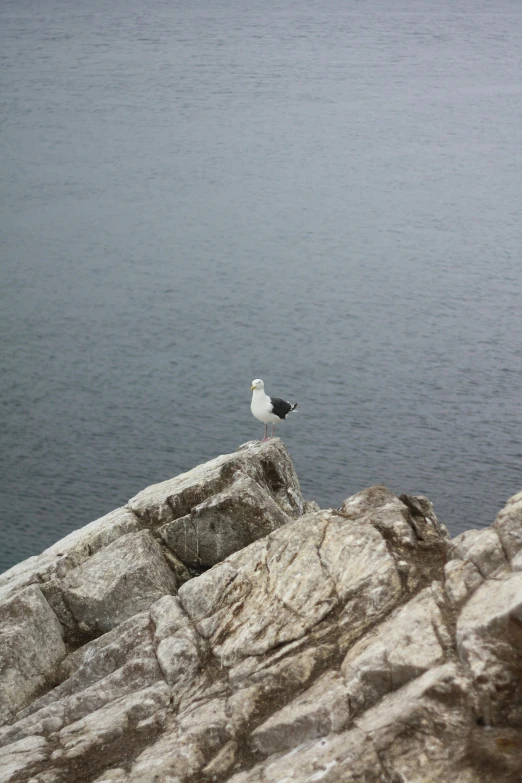a bird perched on some rocks by some water