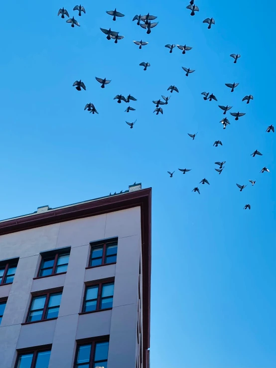 there are many birds flying above the tall building