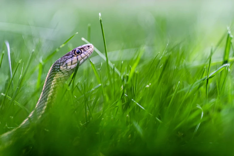 the snake is sitting in the grass with its eyes closed