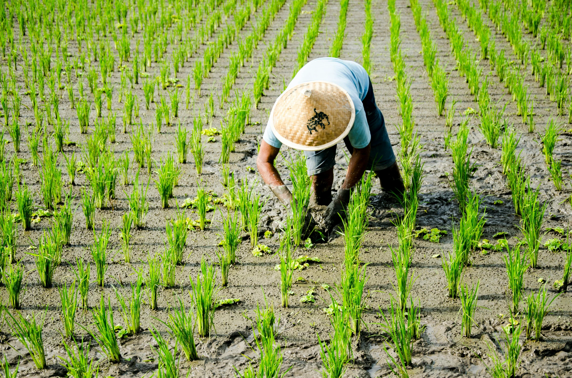 man in hat working on a farm field