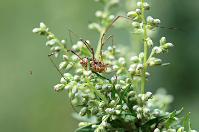 an ant bug sits on top of a flower