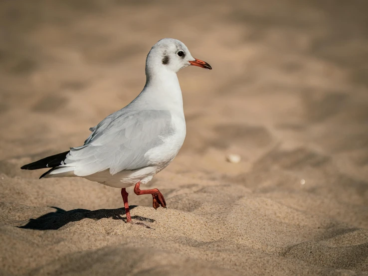 white bird walking across sand with feet in the air