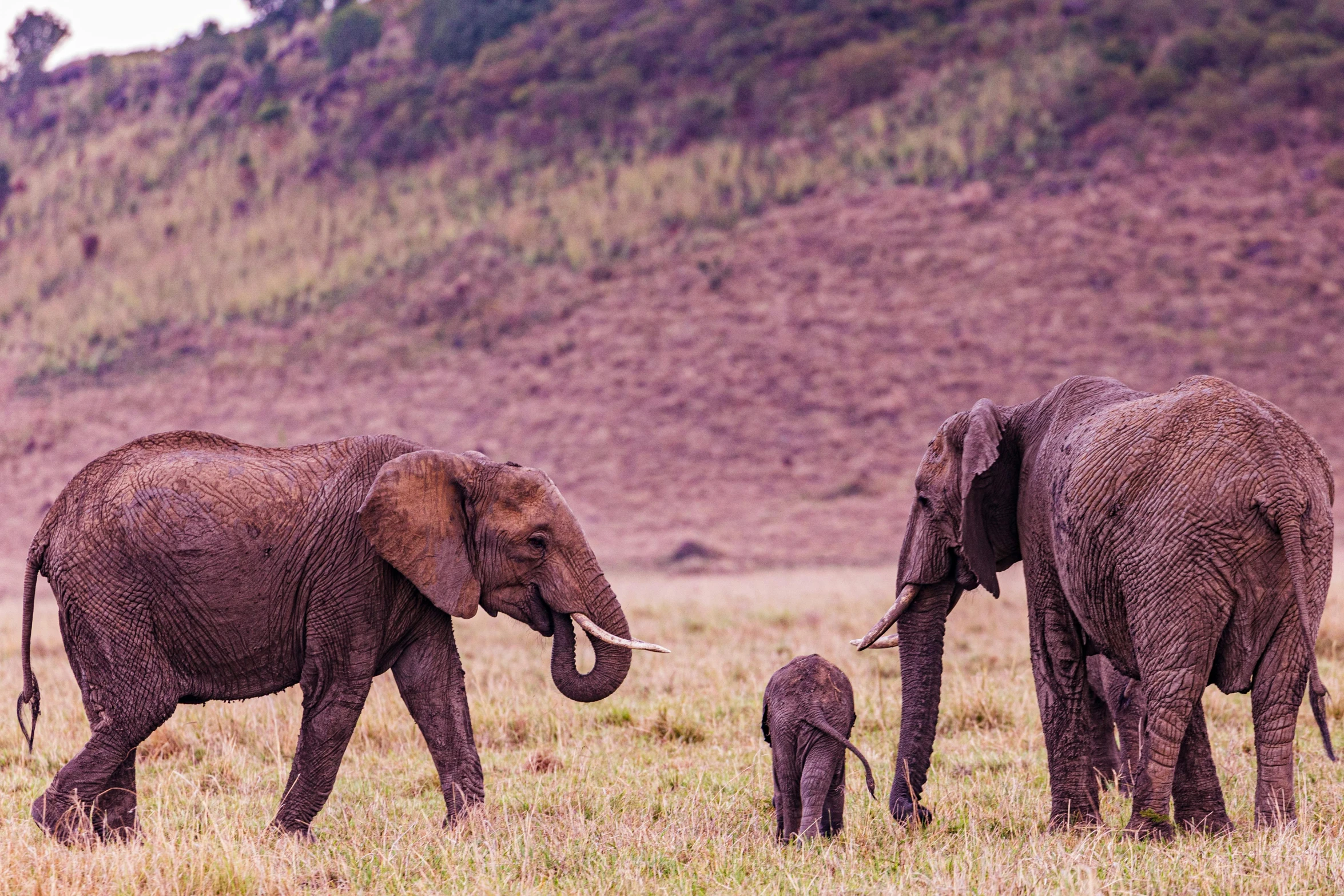 some elephants are walking and playing in the grass