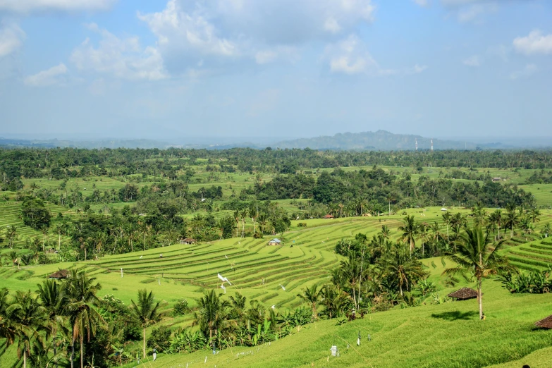 a lush green valley covered in trees and grass