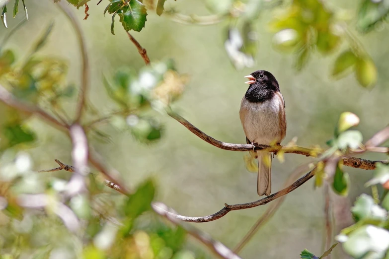 a bird perched on top of a tree nch