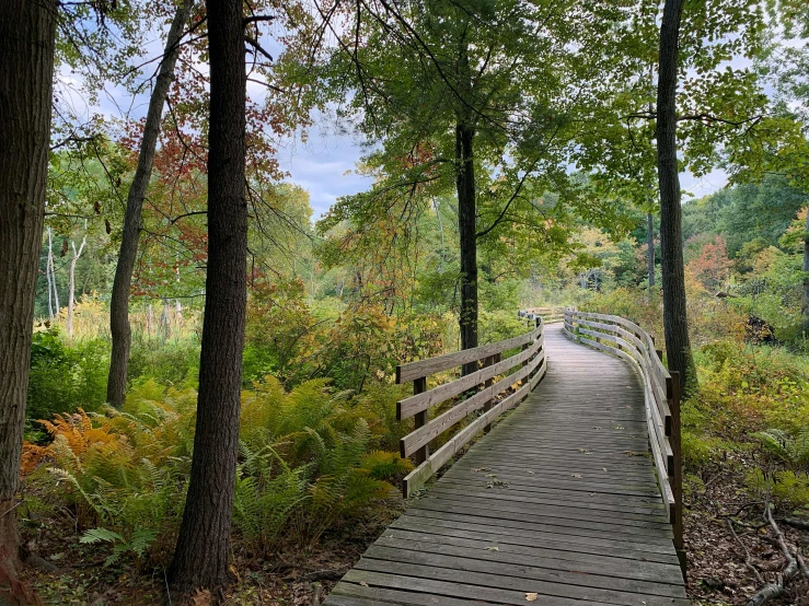 a wooden boardwalk in the forest with tall trees