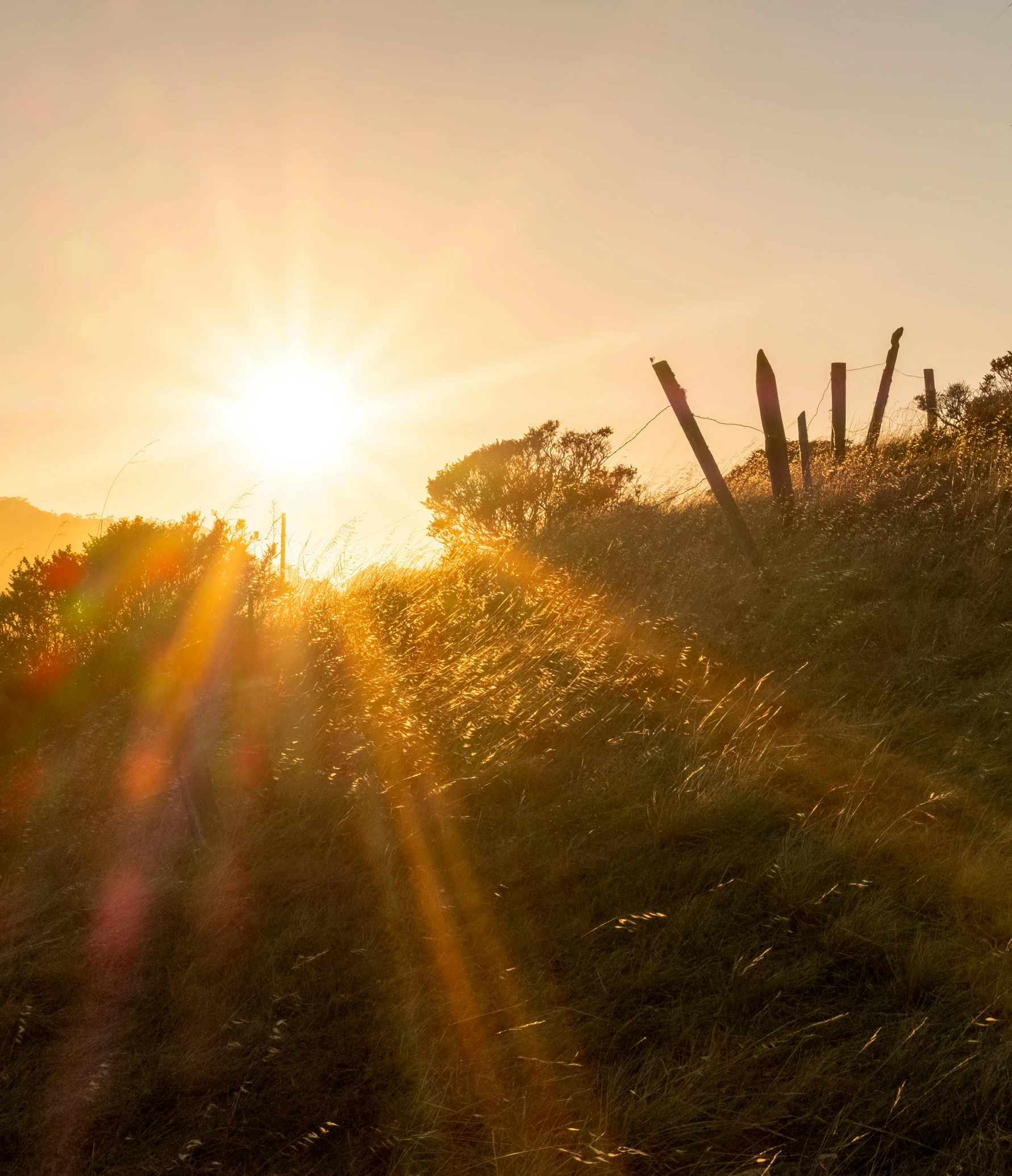 the sun rises on a small hill with tall grass