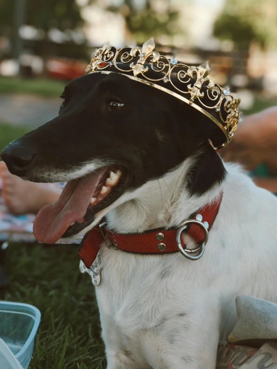 a dog that is wearing a gold crown
