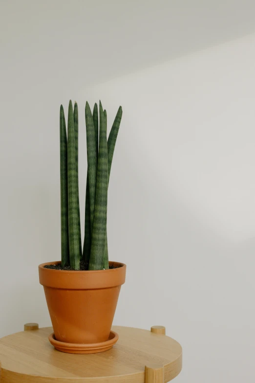 a plant that is growing on a table